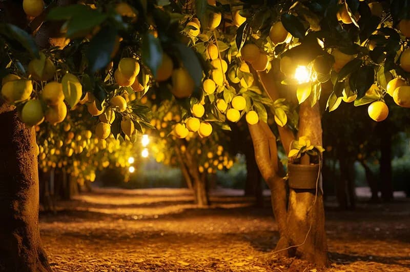 An orchard path lit by strings of bulbs at night